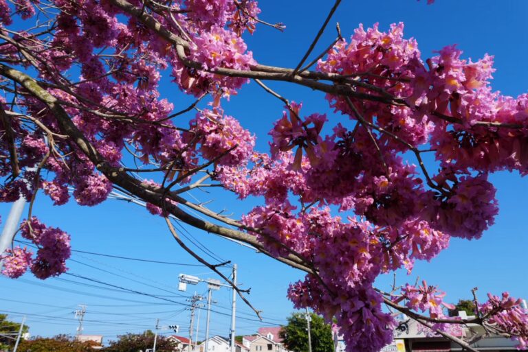 外出支援「桜 鑑賞」